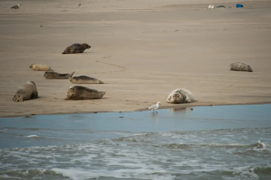Zeehonden wad ameland